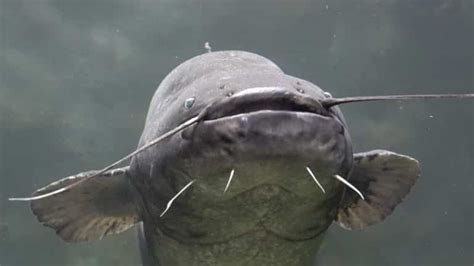 catfish whiskers